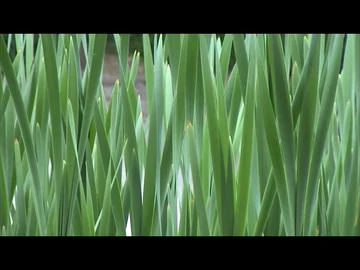 ბაყაყების სამეფო thumbnail