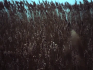 მინდია thumbnail