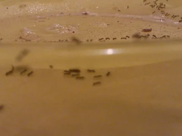 ტრიპტო: მწერები thumbnail