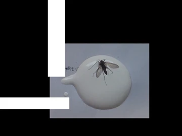 ტრიპტო thumbnail